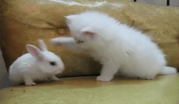 kitten-bunny.gif