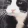 cat_lick.gif