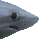1000048101.png