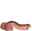 penis.gif