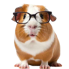 Piggy.png