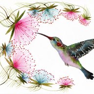 Hummingbird