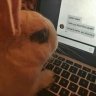 fluffybunny